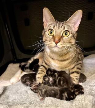 Tabby and Snowshoe Cats Available for Adoption - Fig | PetCurious