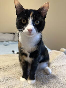 Rescue Domestic Short Hair Cats for Adoption in Rockaway, New Jersey - Millie | PetCurious