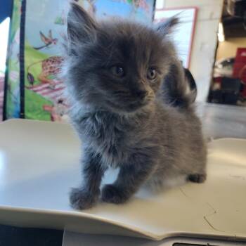 Krinkle/Hoppy Kit #3 -  Domestic Long Hair Cat for Adoption in Coos Bay, Oregon - Krinkle/Hoppy Kit #3 | PetCurious