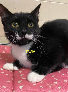 Rescue Domestic Short Hair Cats for Adoption in Plattsburgh, New York - Tavia | PetCurious