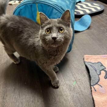 Domestic Short Hair Cats Available for Adoption - Rylee | PetCurious