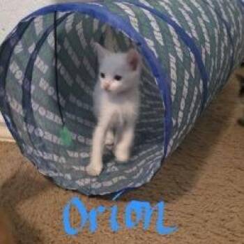 Orion -  Domestic Short Hair Cat for Adoption in San Antonio, Texas - Orion | PetCurious