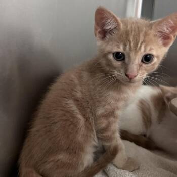 Domestic Short Hair Cats Available for Adoption in Lakeland, Florida - Fader | PetCurious
