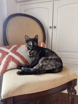 Lucy -  Domestic Short Hair Cat for Adoption in Richardson, Texas - Lucy | PetCurious