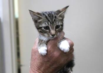 Twinkles -  Domestic Short Hair Cat for Adoption in Brunswick, Georgia - Twinkles | PetCurious