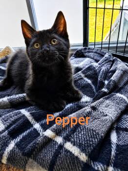 Pepper -  Domestic Short Hair Cat for Adoption in Shrewsbury, Massachusetts - Pepper | PetCurious