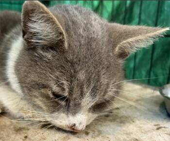 Domestic Short Hair Cats Available for Adoption - BAMBINO | PetCurious