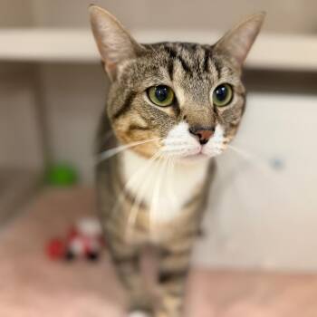 Jimmy -  Domestic Short Hair Cat for Adoption in Sarasota, Florida - Jimmy | PetCurious