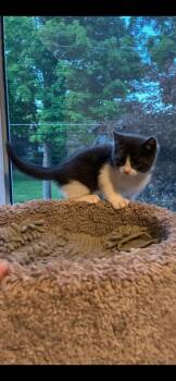 Snoop cat (kitten) -  Domestic Short Hair Cat Available for Adoption in Springfield, Massachusetts - Snoop Cat (kitten) | PetCurious