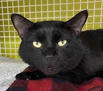 Midnight -  Domestic Short Hair Cat for Adoption in Bridgeport, Connecticut - Midnight | PetCurious