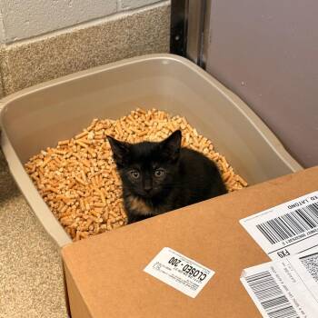 Calla -  Domestic Short Hair Cat for Adoption in Bristol, Indiana - Calla | PetCurious