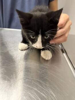 Draco -  Domestic Short Hair Cat for Adoption in Pequot Lakes, Minnesota - Draco | PetCurious