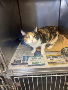 Domestic Short Hair Cats Available for Adoption in Sorrento, Louisiana - Julian | PetCurious