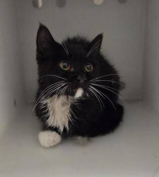 Liquorice -  Domestic Short Hair Cat for Adoption in Winnipeg, Manitoba - Liquorice | PetCurious