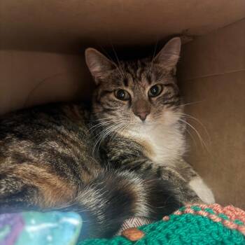 Domestic Short Hair Cats Available for Adoption - Casey | PetCurious