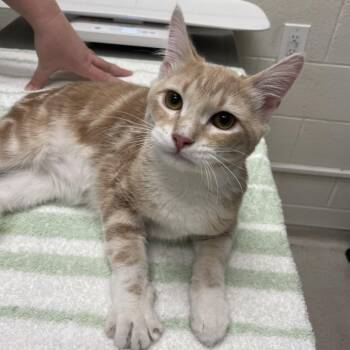 Domestic Short Hair Cats Available for Adoption - Louie | PetCurious