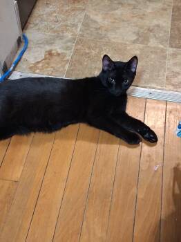 Nova -  Domestic Short Hair Cat for Adoption in Chelsea, Vermont - Nova | PetCurious