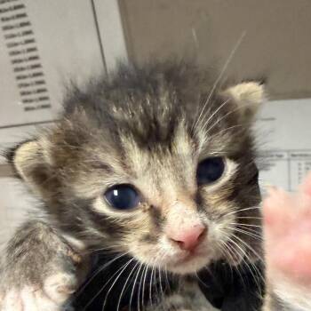 Tony -  Domestic Short Hair Cat for Adoption in Yuma, Arizona - Tony | PetCurious