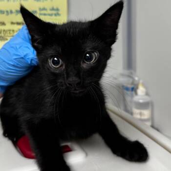 Gnat -  Domestic Short Hair Cat for Adoption in Concord, North Carolina - Gnat | PetCurious