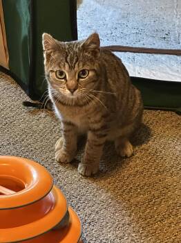 Rescue Domestic Short Hair Cats for Adoption in Keeseville, New York - Sabrina | PetCurious