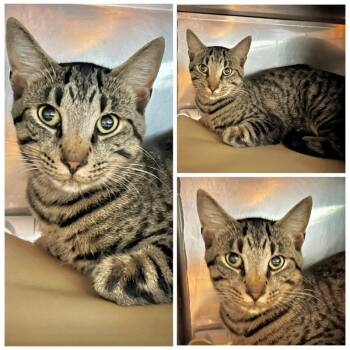 Pistol -  Domestic Short Hair Cat for Adoption in New York, New York - Pistol | PetCurious
