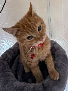 The Walters : Cole -  Domestic Short Hair Cat for Adoption in Osgood, Indiana - The Walters : Cole | PetCurious