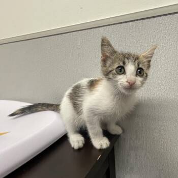 Goldfish -  Domestic Short Hair Cat for Adoption in Tampa, Florida - Goldfish | PetCurious