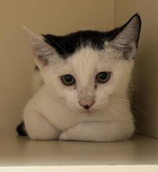 Clarence Sun -  Domestic Short Hair Cat for Adoption in Chamblee, Georgia - Clarence Sun | PetCurious