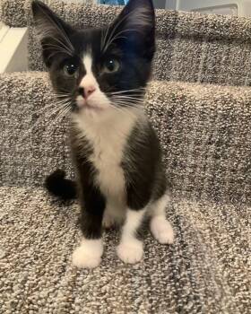 Keurig -  Tuxedo Cat for Adoption in Grand Haven, Michigan - Keurig | PetCurious