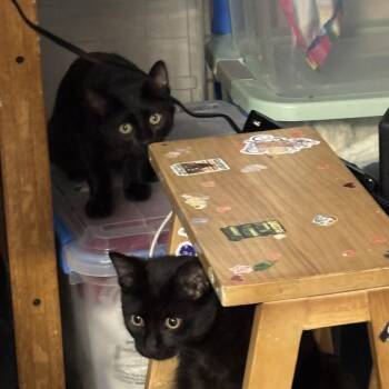Fugue -  Domestic Short Hair Cat for Adoption in Evanston, Illinois - Fugue | PetCurious