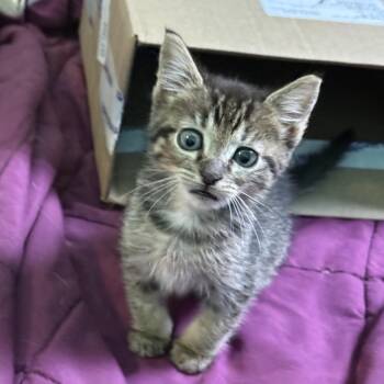 Harry -  Domestic Short Hair Cat for Adoption in San Diego, California - Harry | PetCurious