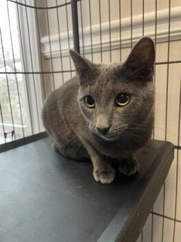 Domestic Short Hair Cats Available for Adoption - Oregano | PetCurious