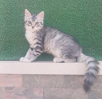 Egyptian Mau Cats Available for Adoption - Gavin | PetCurious