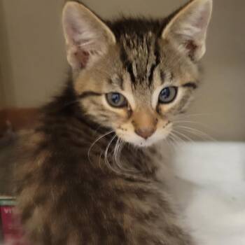 Domestic Short Hair Cats Available for Adoption in Wheeling, Illinois - Bentley | PetCurious