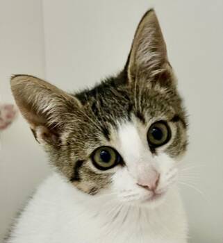 JILL -  Domestic Short Hair Cat for Adoption in Burbank, California - JILL | PetCurious