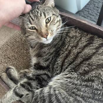 Theo (FKA Ciro) -  Domestic Short Hair Cat for Adoption in Baltimore, Maryland - Theo (FKA Ciro) | PetCurious