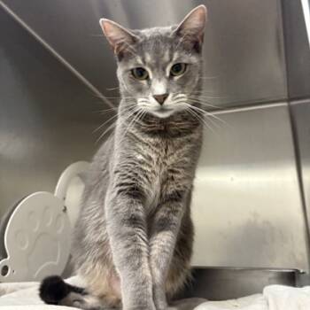 Rescue Siamese and Domestic Short Hair Cats for Adoption in Dallas, Texas - Darby | PetCurious