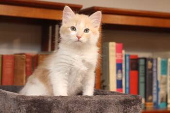 Allegro -  Domestic Long Hair Cat for Adoption in Lethbridge, Alberta - Allegro | PetCurious
