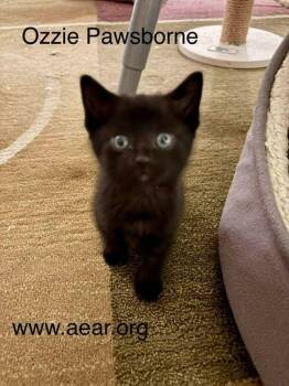 Ozzy Pawsborne -  Domestic Medium Hair Cat for Adoption in Libertyville, Illinois - Ozzy Pawsborne | PetCurious