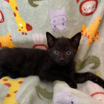 Domestic Short Hair Cats Available for Adoption in Tucson, Arizona - Donnie | PetCurious