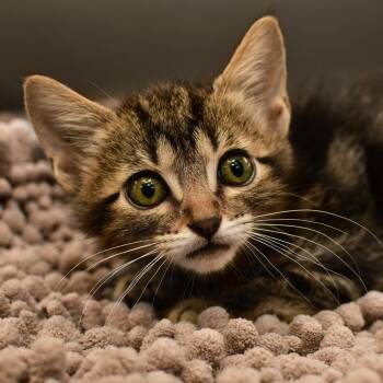 Uncle Sam -  Domestic Short Hair Cat for Adoption in Ottawa, Kansas - Uncle Sam | PetCurious