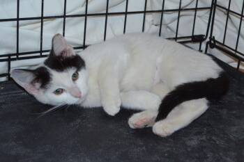 Rescue Domestic Short Hair Cats for Adoption in South Orange Village, New Jersey - Angel | PetCurious