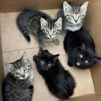 Isla -  Domestic Short Hair Cat for Adoption in Bristol, Indiana - Isla | PetCurious