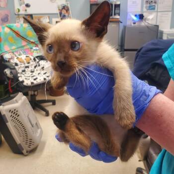 SAS-A-90821 -  Domestic Short Hair Cat for Adoption in Milton, Florida - SAS-A-90821 | PetCurious
