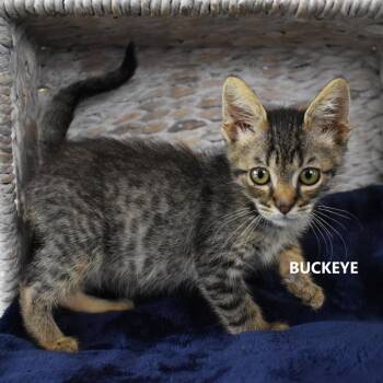 Buckeye -  Domestic Short Hair Cat for Adoption in Yuma, Arizona - Buckeye | PetCurious