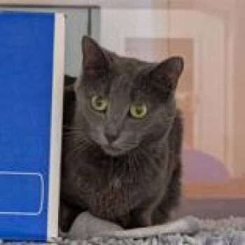 Domestic Short Hair Cats Available for Adoption in Hilliard, Ohio - Nova | PetCurious