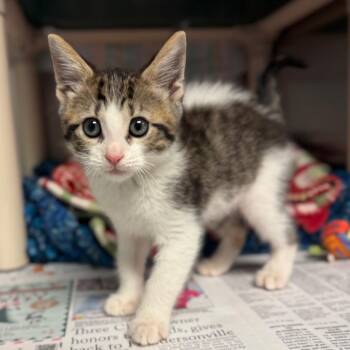 Fred -  Domestic Short Hair Cat for Adoption in Hendersonville, North Carolina - Fred | PetCurious