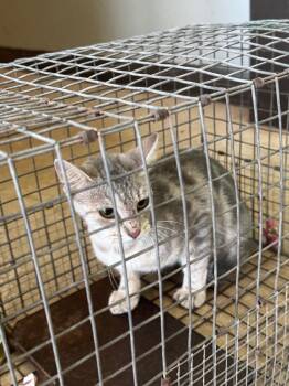 Cruise Feral 1 -  Domestic Short Hair Cat for Adoption in New Braunfels, Texas - Cruise Feral 1 | PetCurious