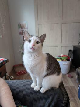 Lyla -  Domestic Short Hair Cat for Adoption in Worcester, Massachusetts - Lyla | PetCurious