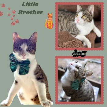 Rescue Domestic Short Hair Cats for Adoption in Lindsay, California - Little Brother | PetCurious